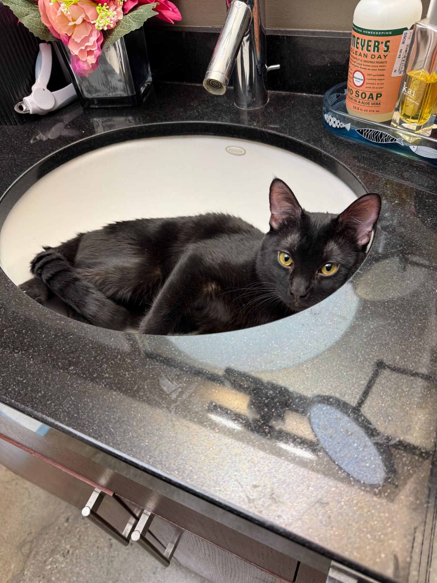 Meow Ming curled up in a bathroom sink
