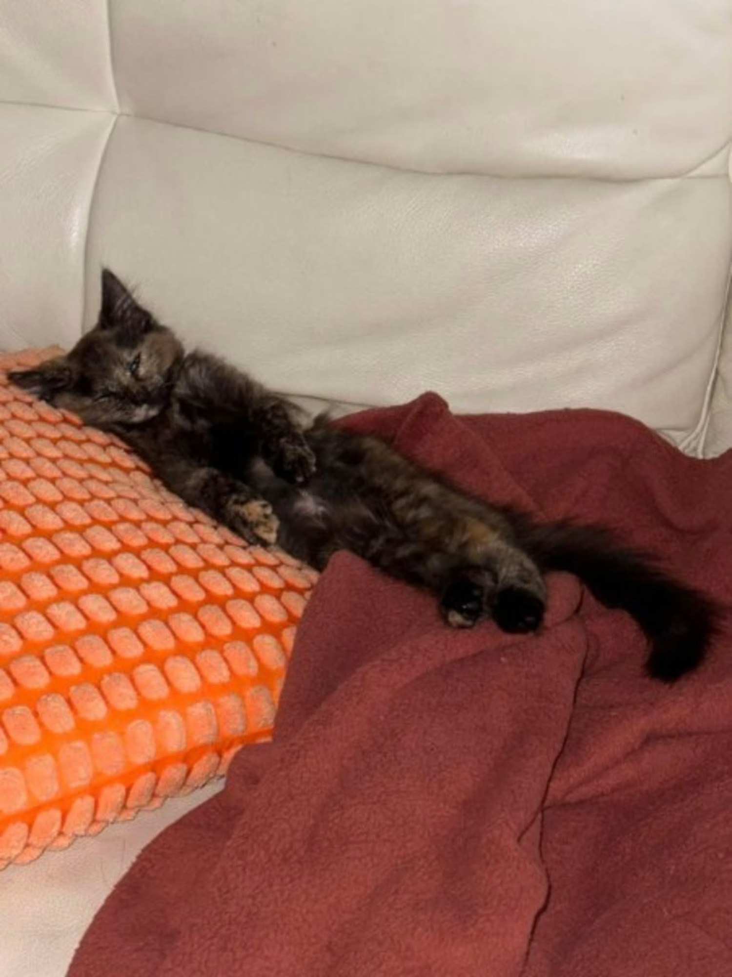 Kuri napping belly-up on an orange pillow