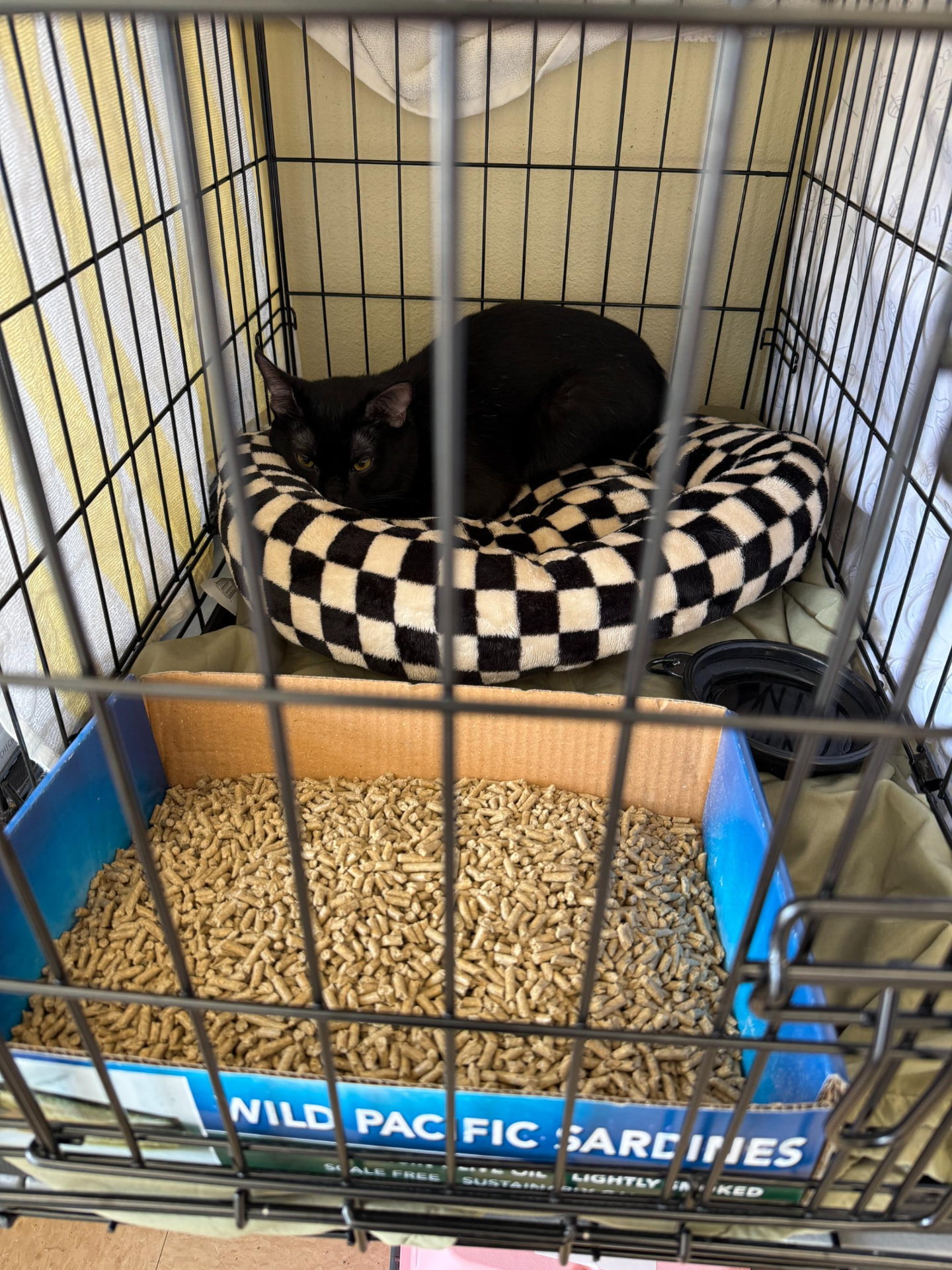 Meow Ming curled up on a checkered bed inside a crate