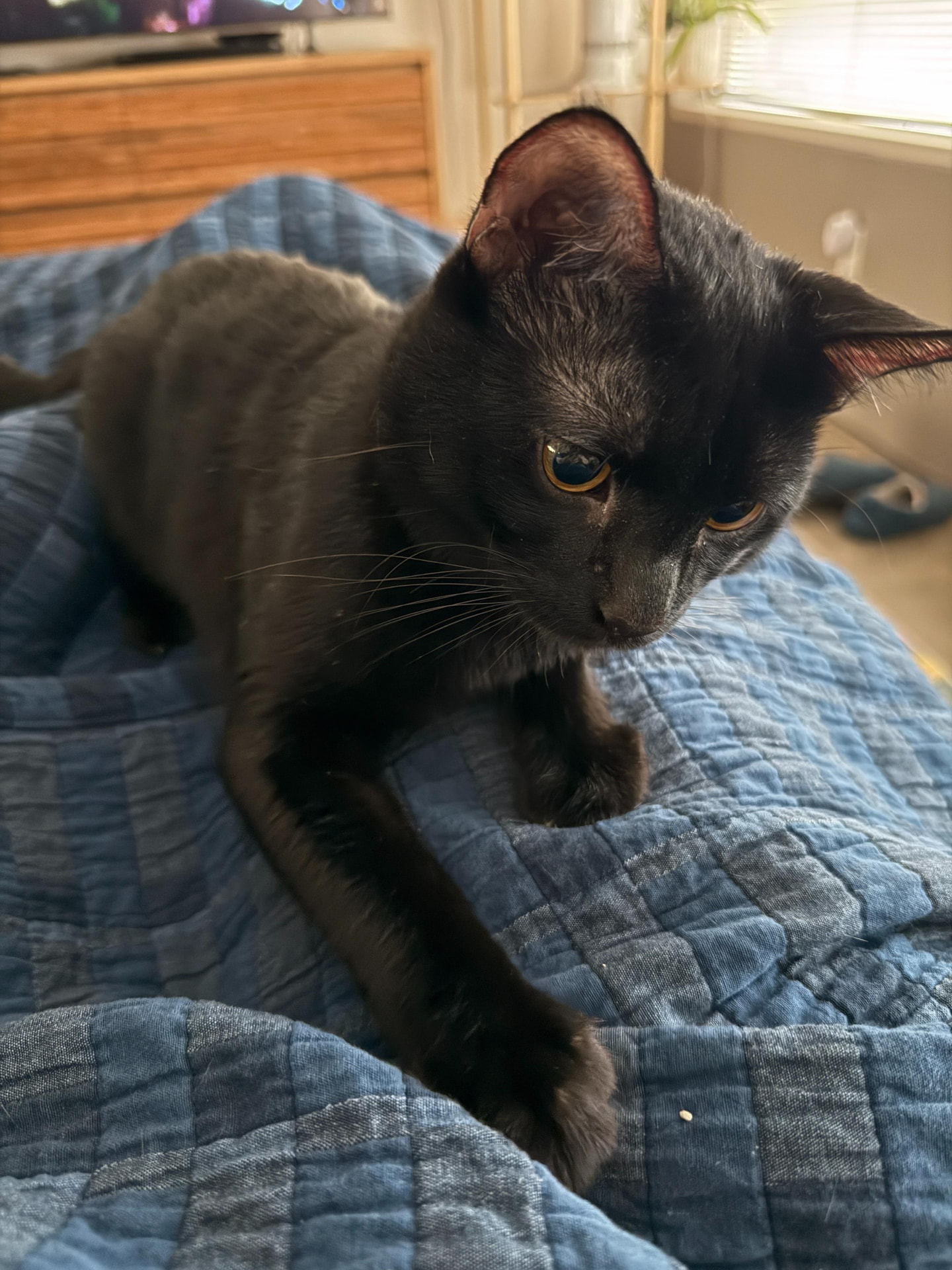 Meow Ming