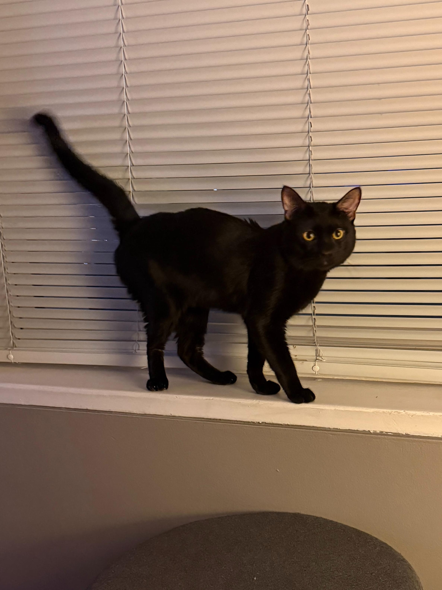 Meow Ming