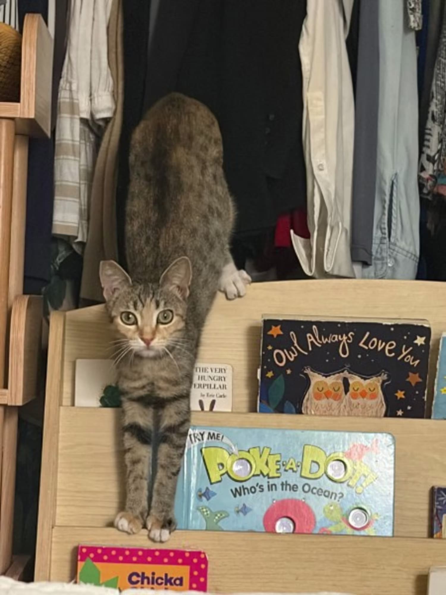 Dottie stretching on a bookshelf in front of a closet