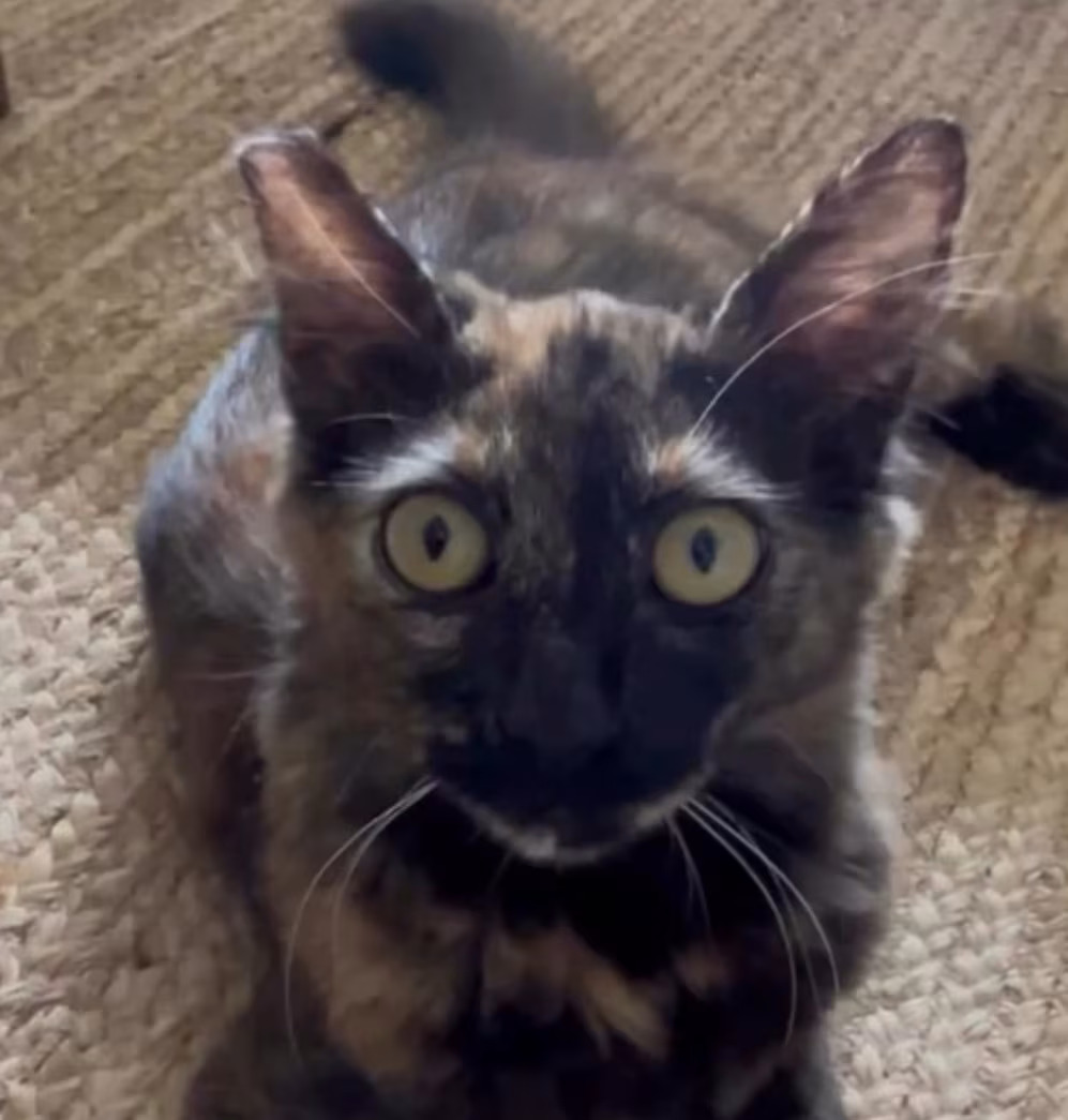 Sriracha, a tortoiseshell kitten with gold eyes, looking up at the camera