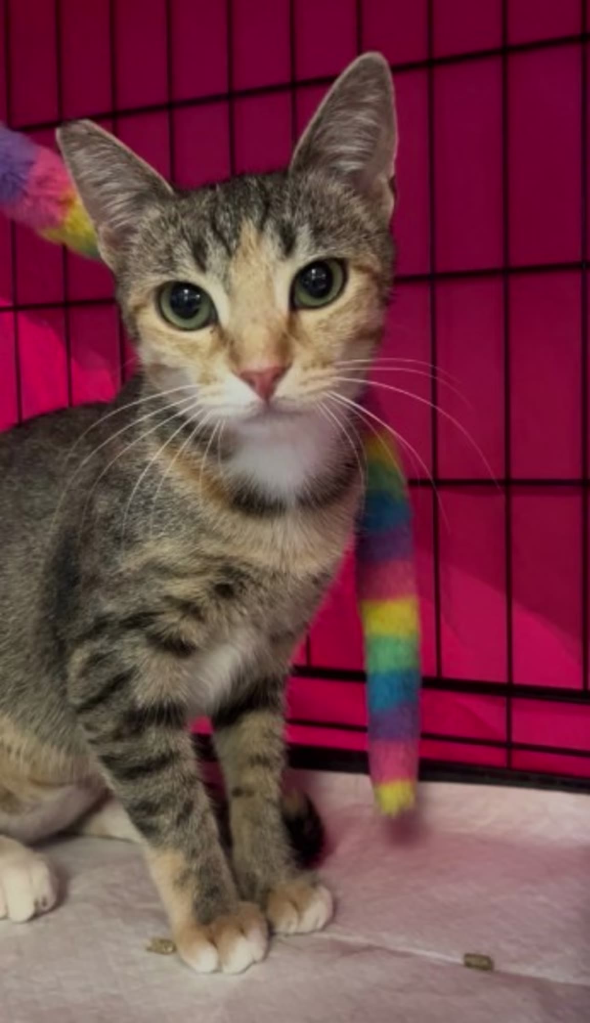 Dottie, a spotted tabby kitten with big eyes