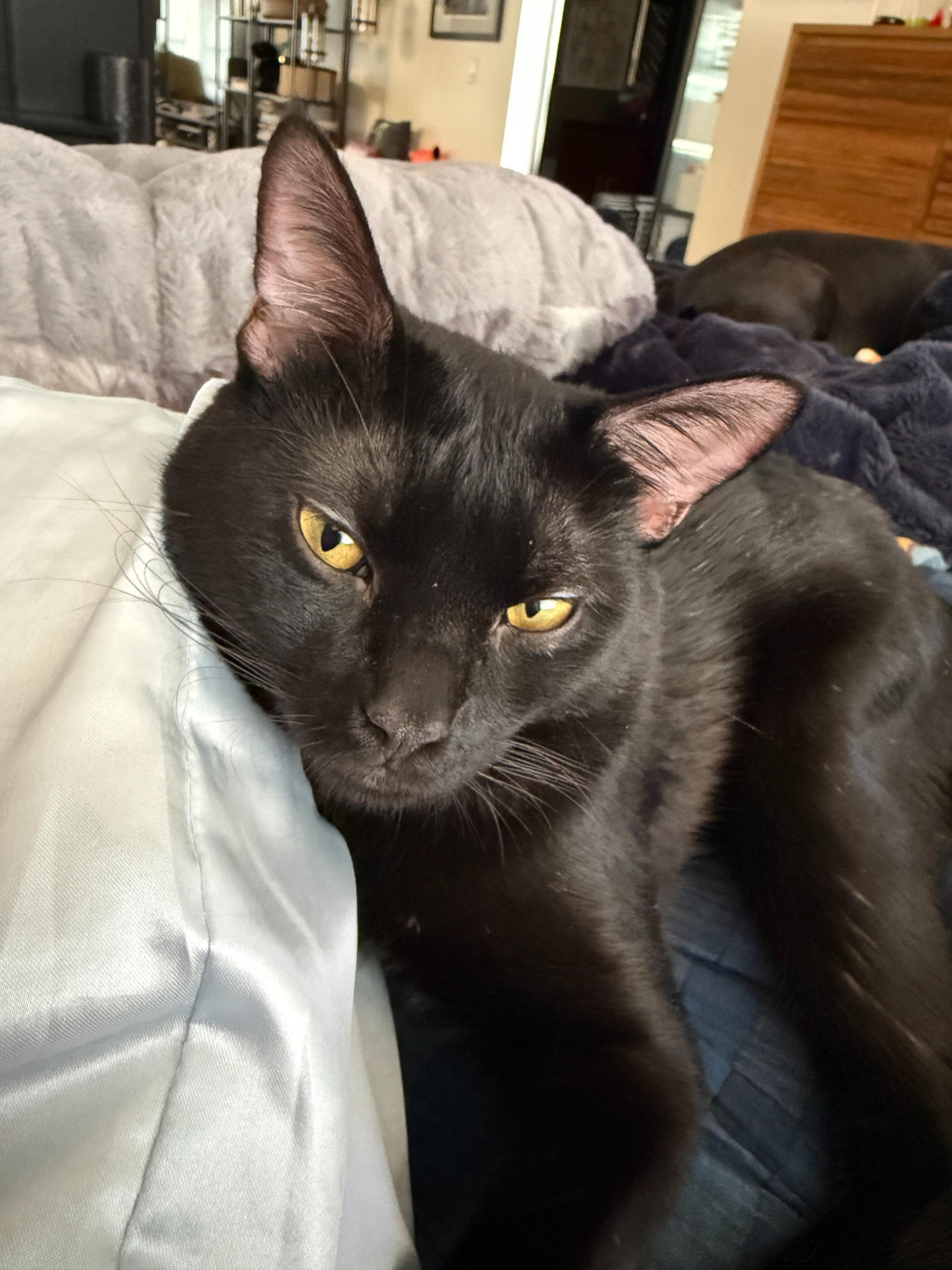 Meow Ming