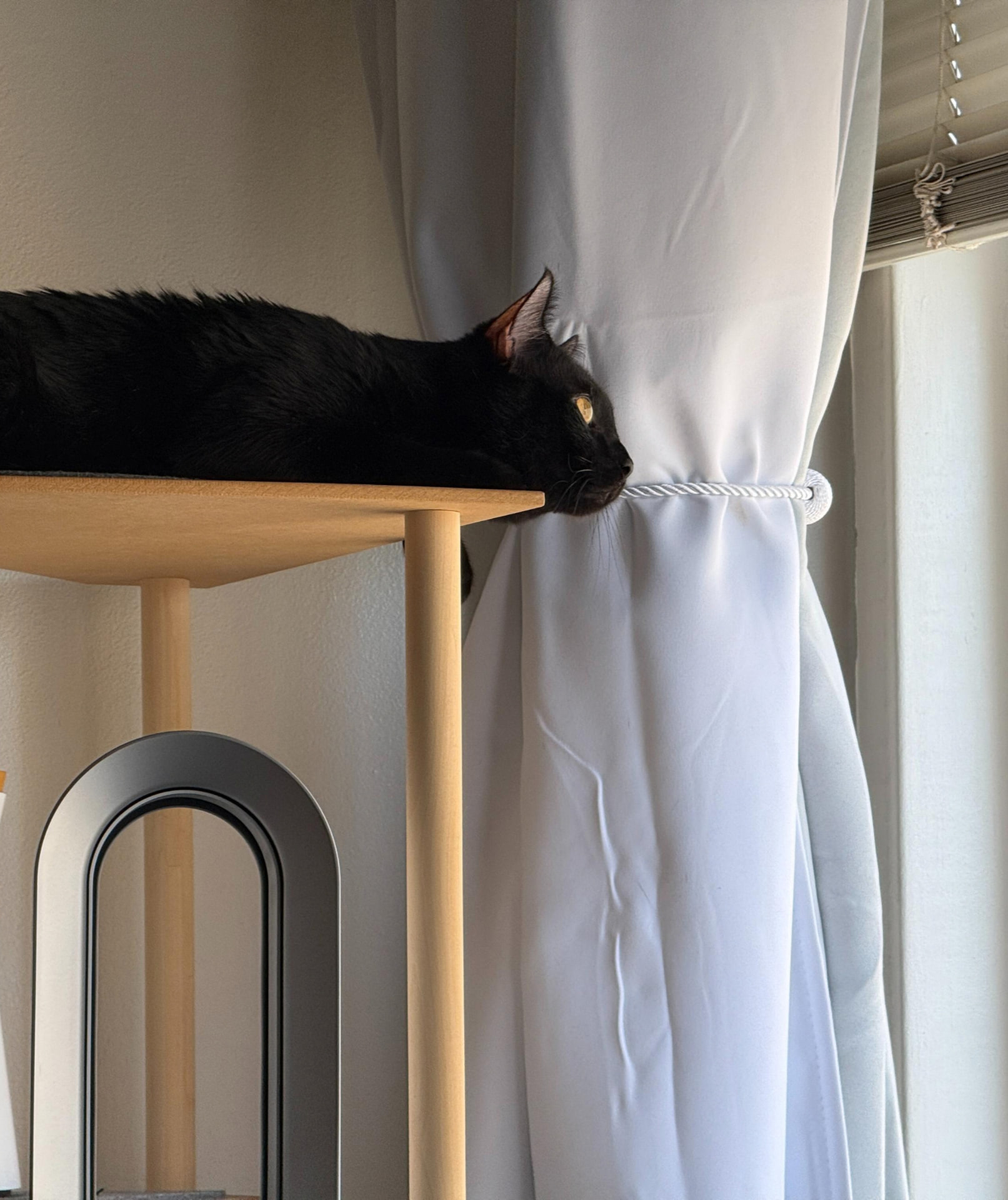 Meow Ming stretched out on a high perch by the window