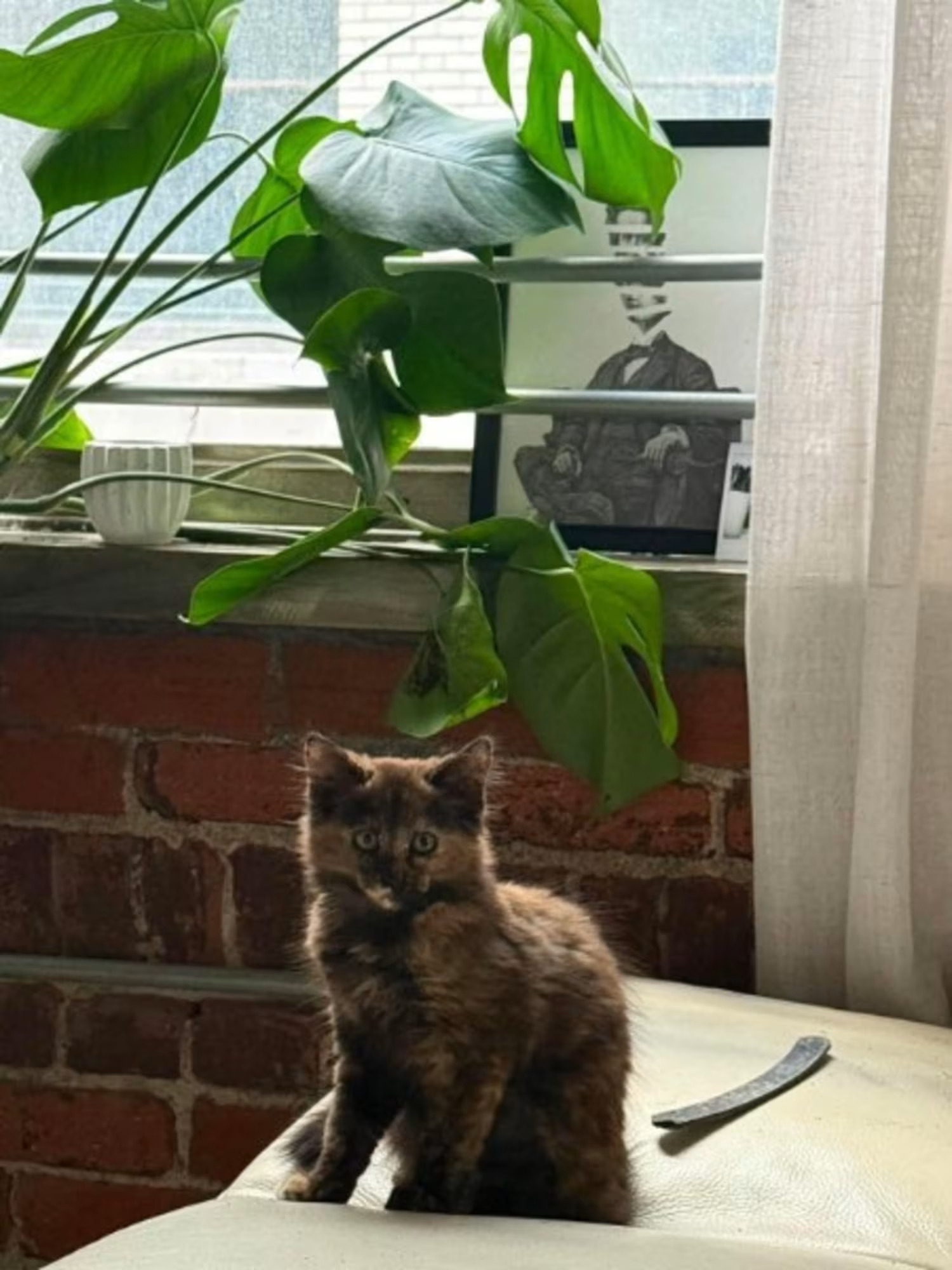 Kuri, a tortoiseshell kitten, sitting by a window