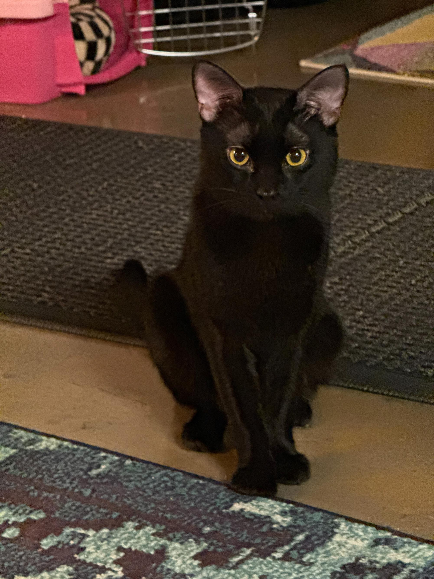 Meow Ming