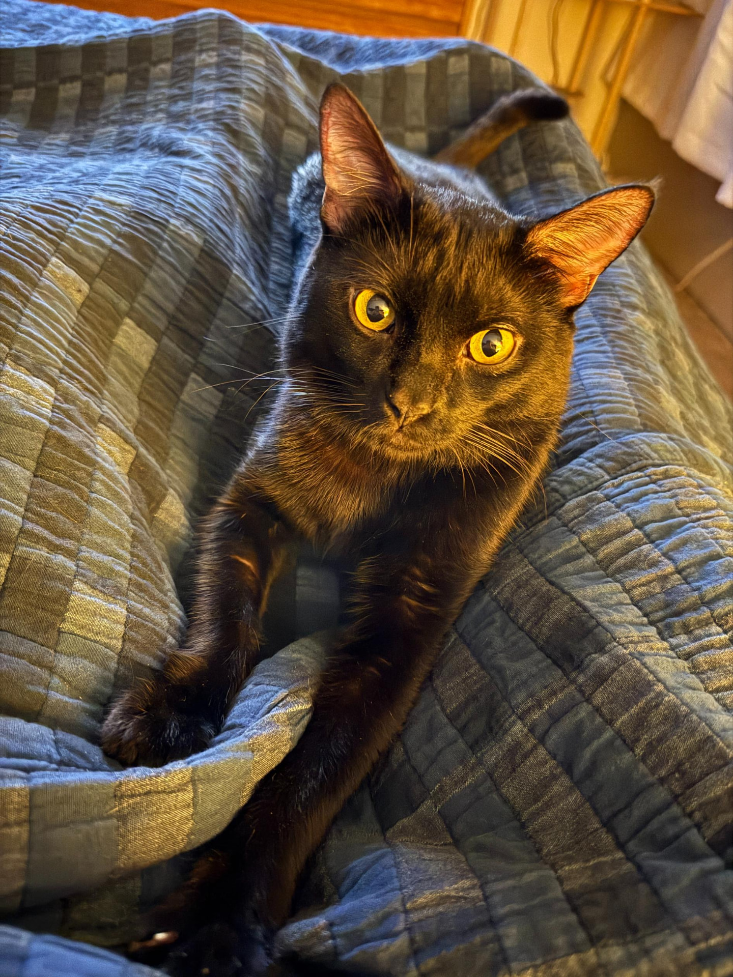 Meow Ming with glowing gold eyes on a blue quilt