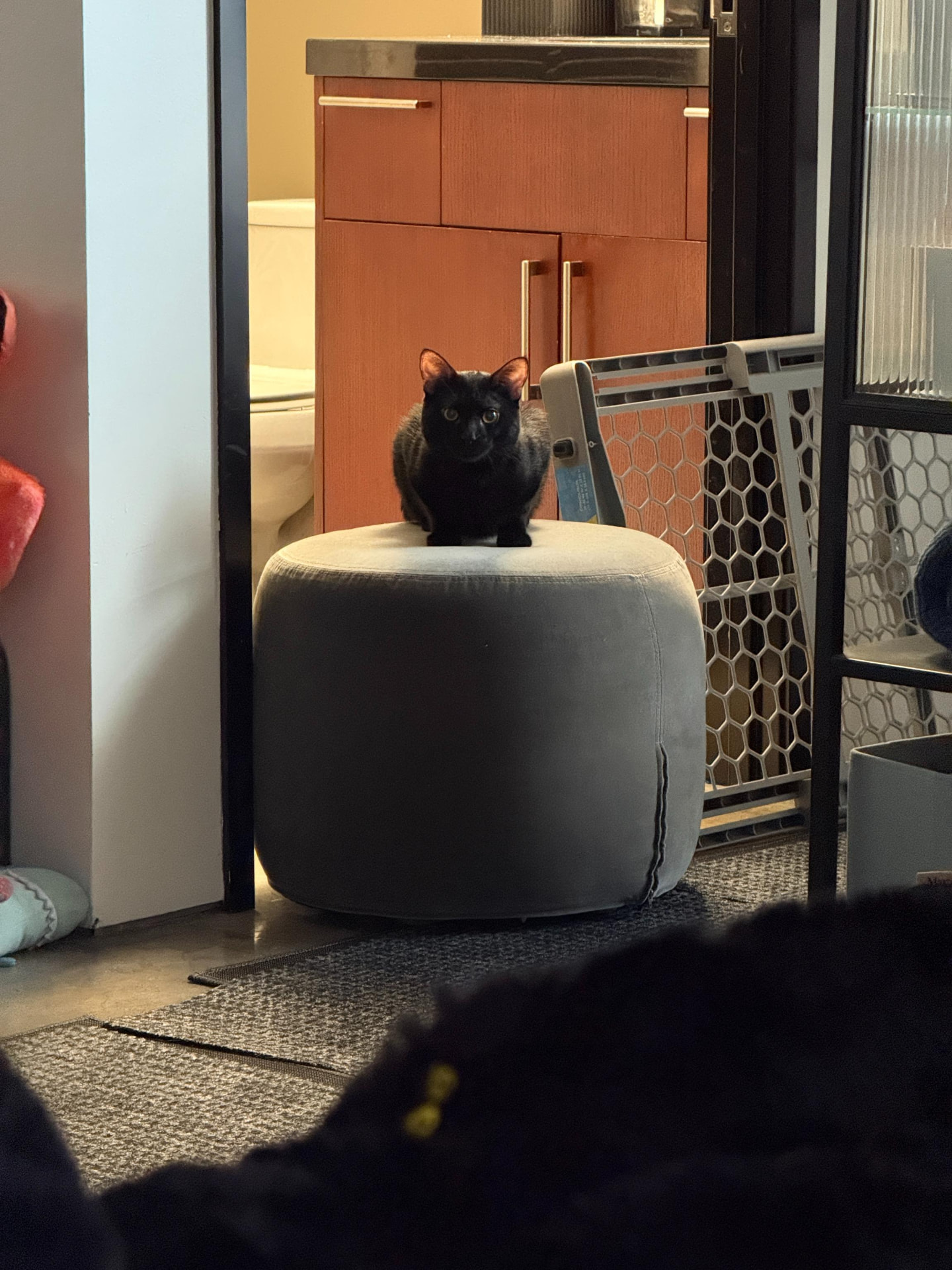 Meow Ming
