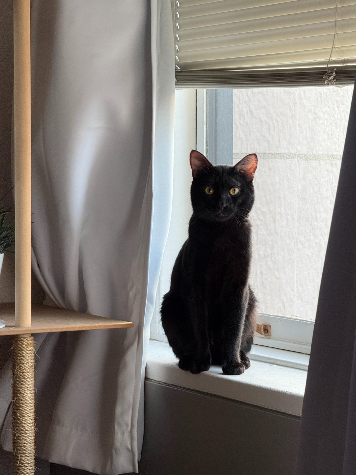 Meow Ming sitting in a sunny window