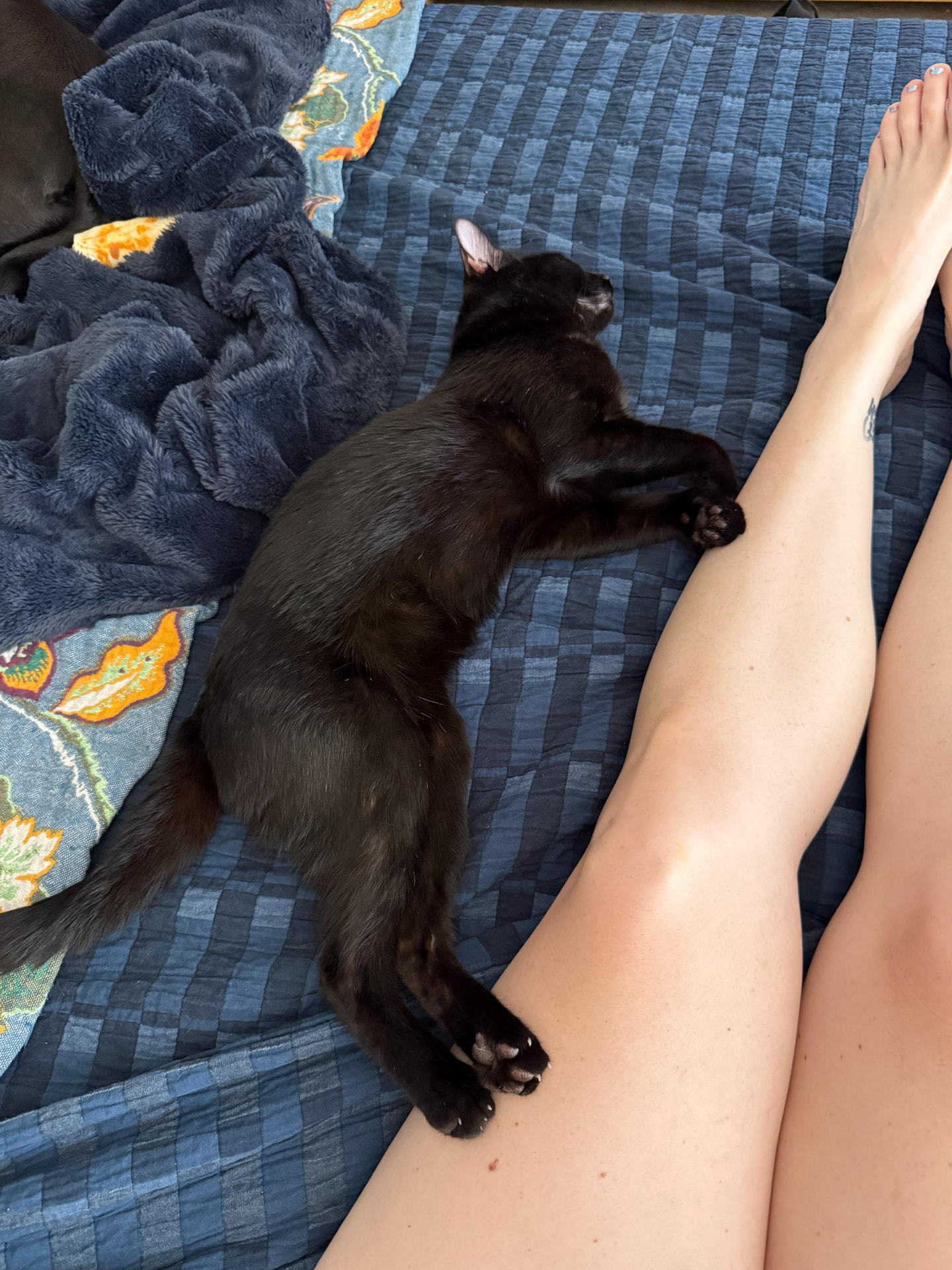 Meow Ming