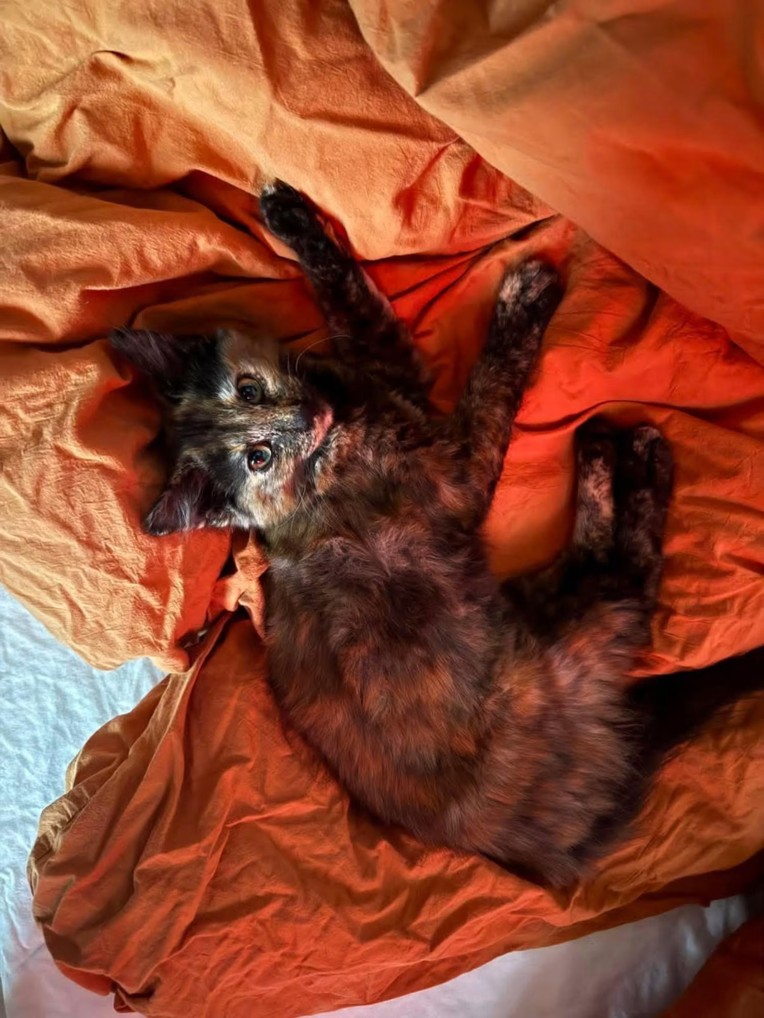 Kuri stretched out playfully on an orange blanket