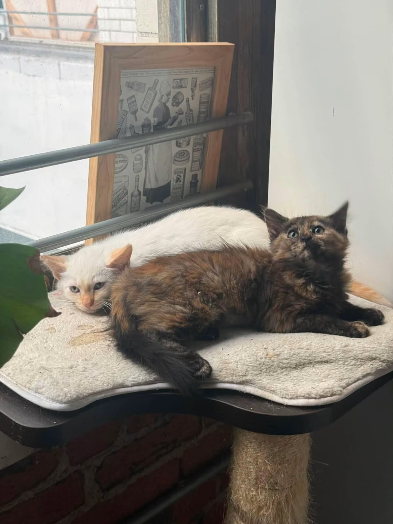 Kuri lounging on a cat tree next to a white kitten