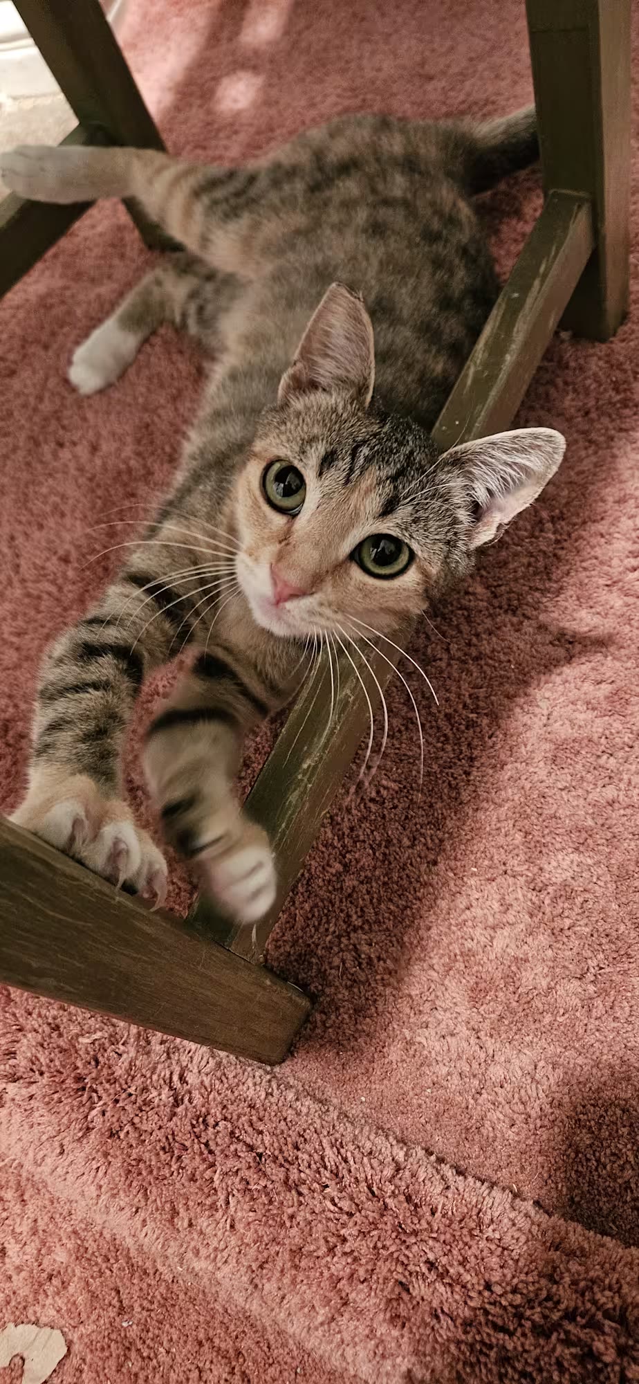 Dottie lying on a pink rug, peeking out from under a chair