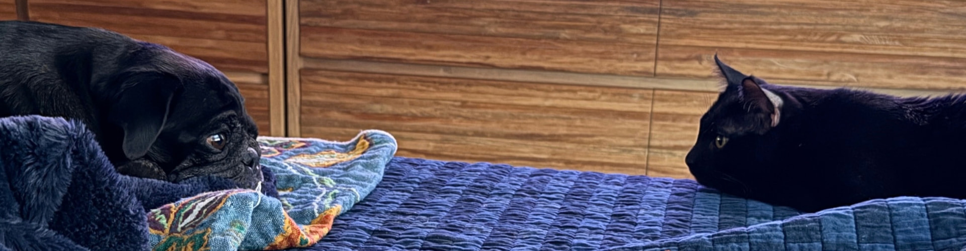 Meow Ming eyeing the resident pug on the bed