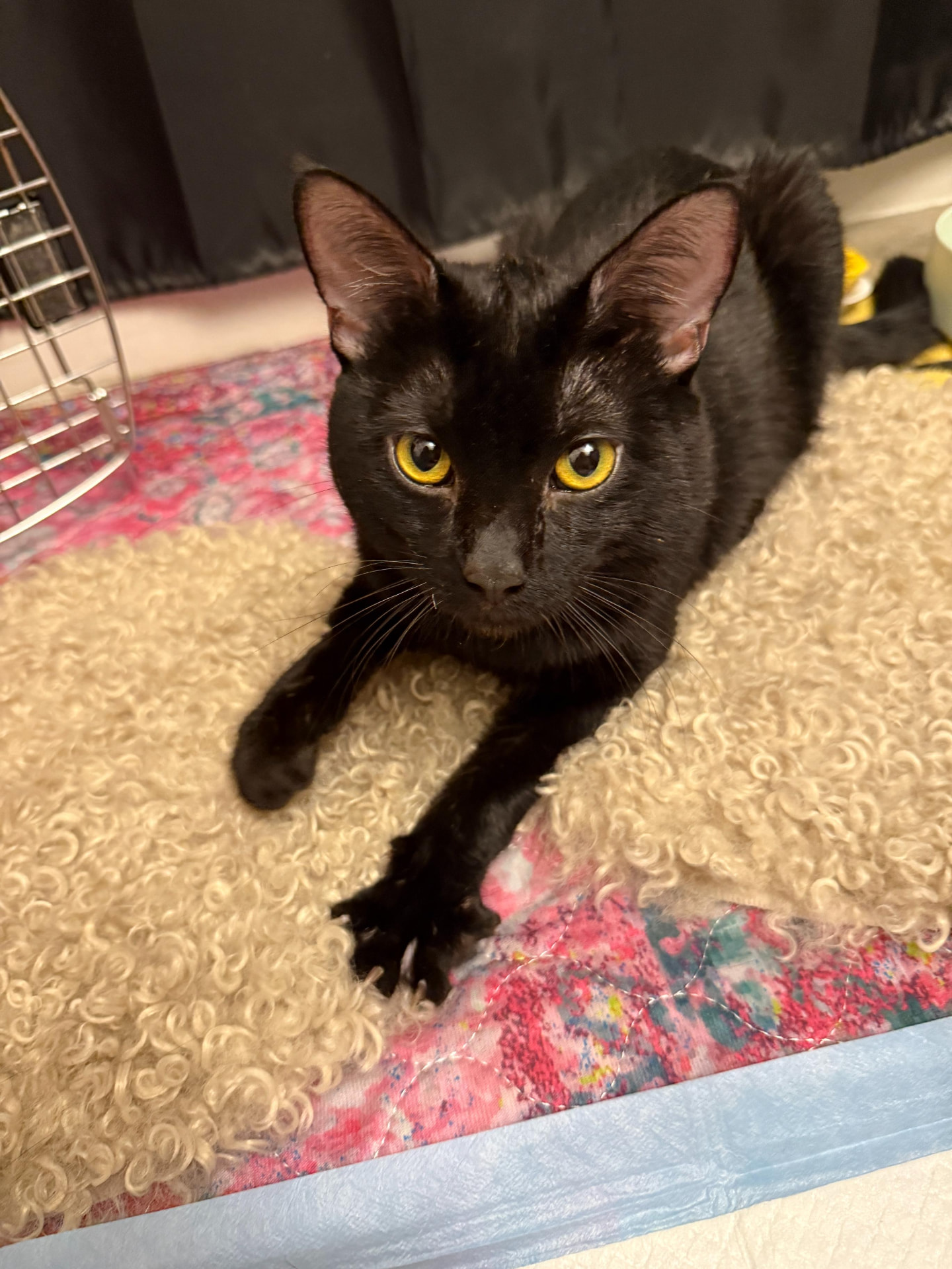 Meow Ming