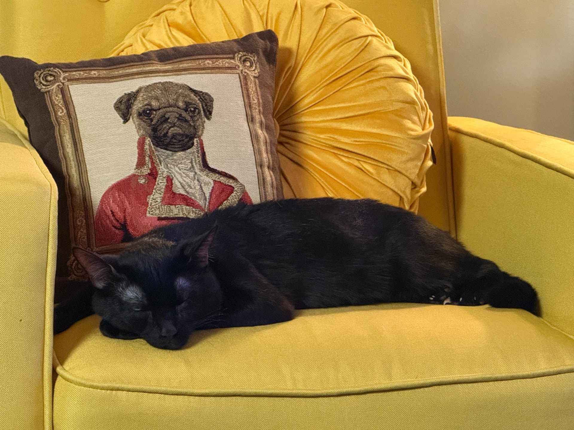 Meow Ming