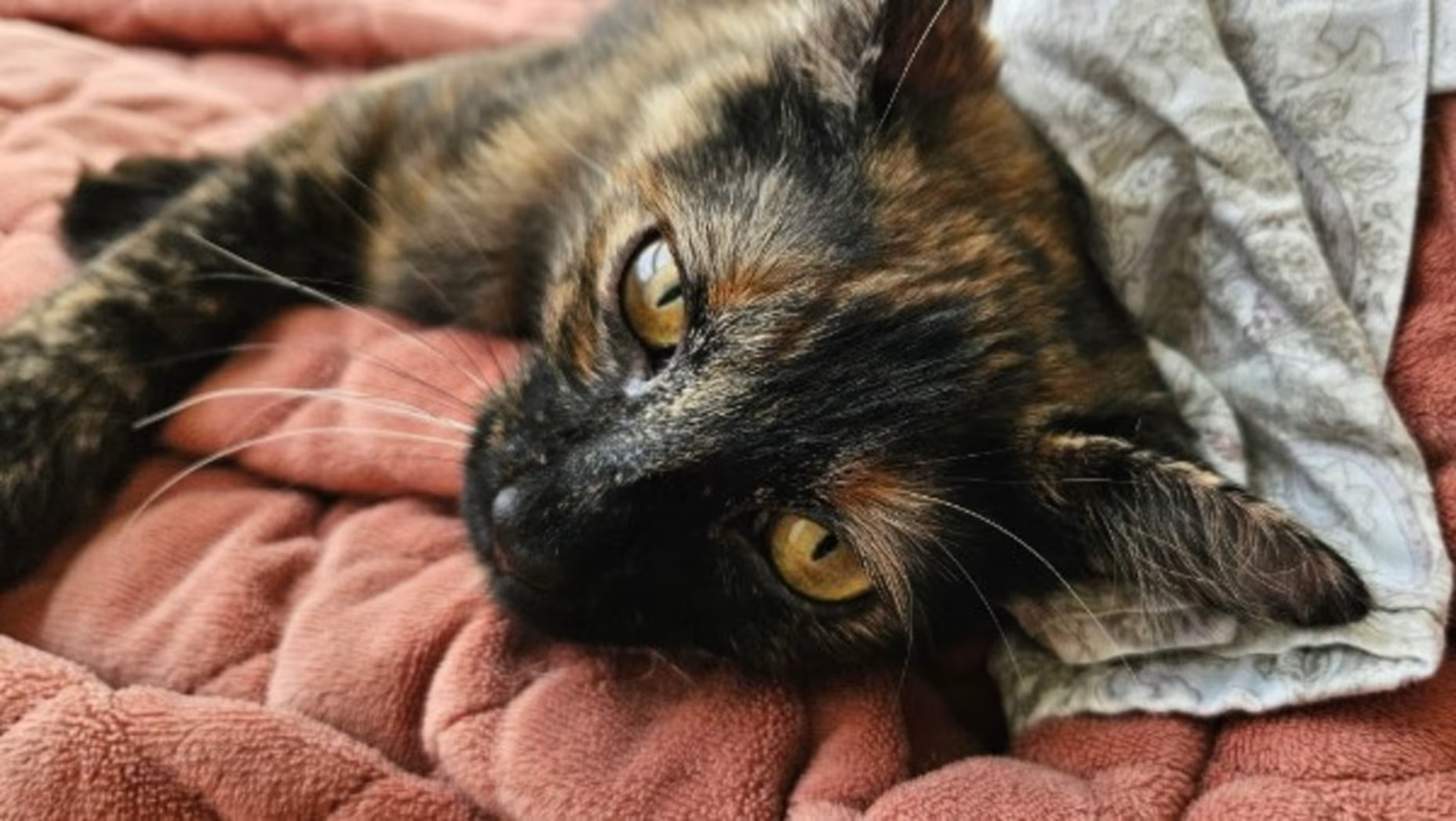 Sriracha, a tortoiseshell kitten, lounging on a pink blanket